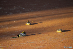 ヨシガモが帰ってきた