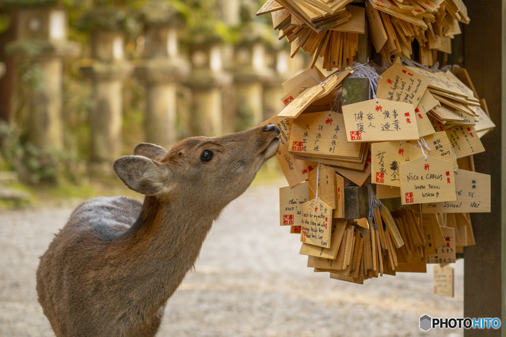 日本語が一つも。