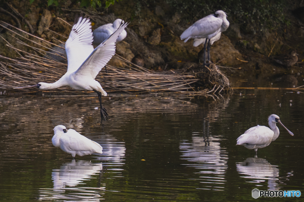 クロツラヘラサギ