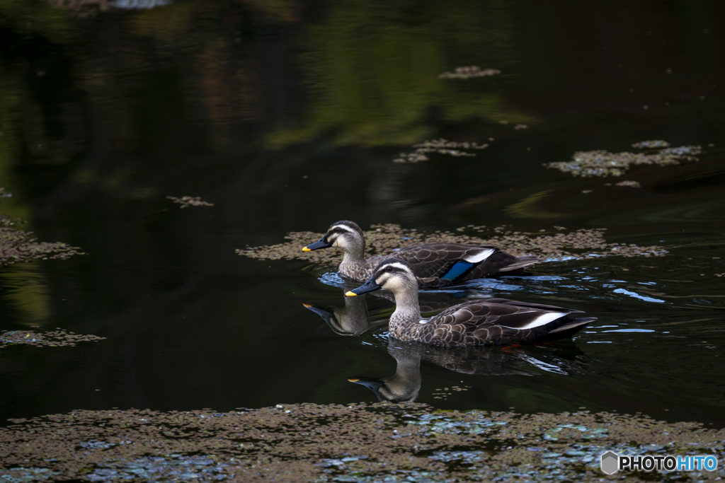 カルガモ（DSC_0264）