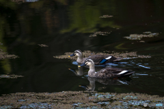 カルガモ（DSC_0264）