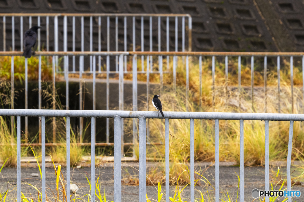 セグロとマックロ