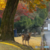 紅葉の奈良