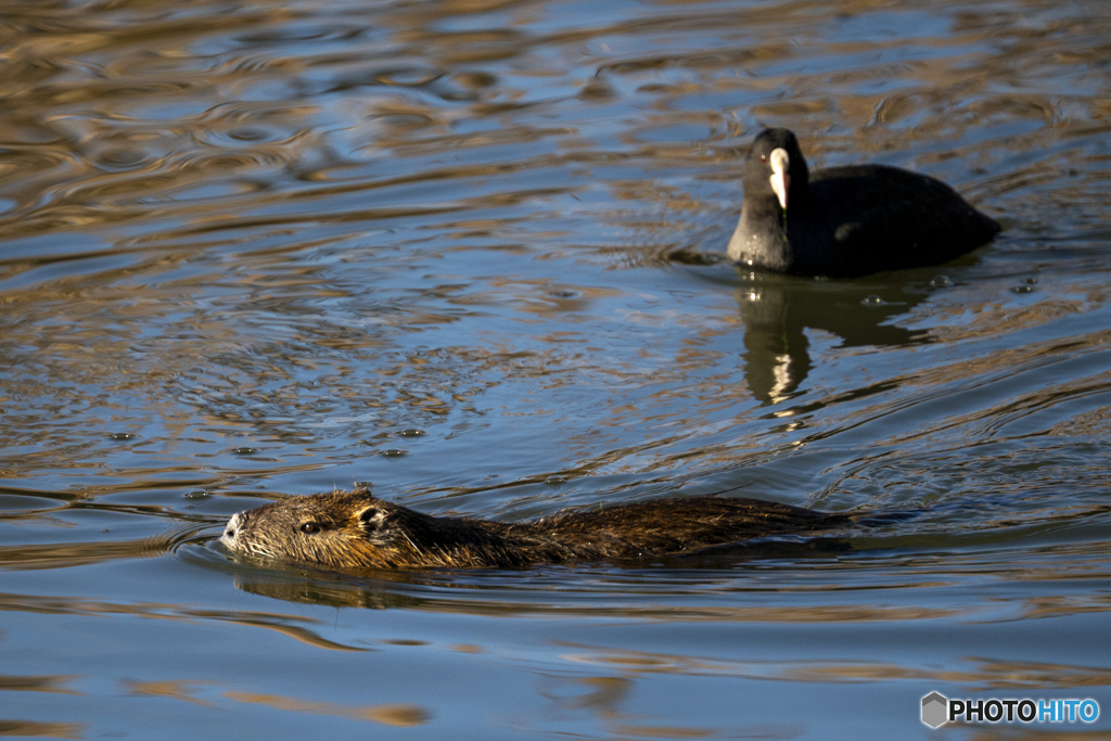 ヌートリアとのコラボ