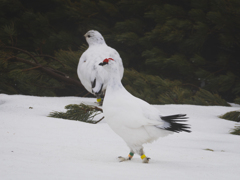 春のライチョウ２