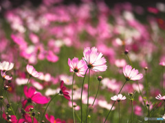 コスモス