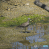 チュウシャクシギ