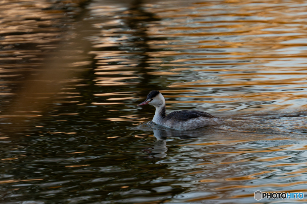カンムリカイツブリ