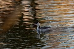 カンムリカイツブリ