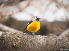 春のジョウビタキ