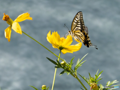 キバナコスモスにキアゲハ