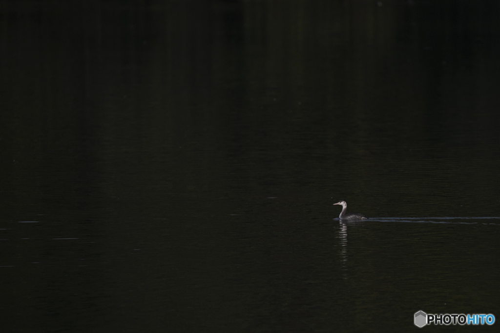 カンムリカイツブリ
