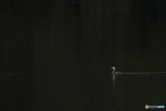 カンムリカイツブリ
