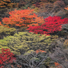 久住山の紅葉