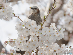 サクラが大好物