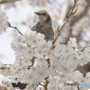 サクラが大好物