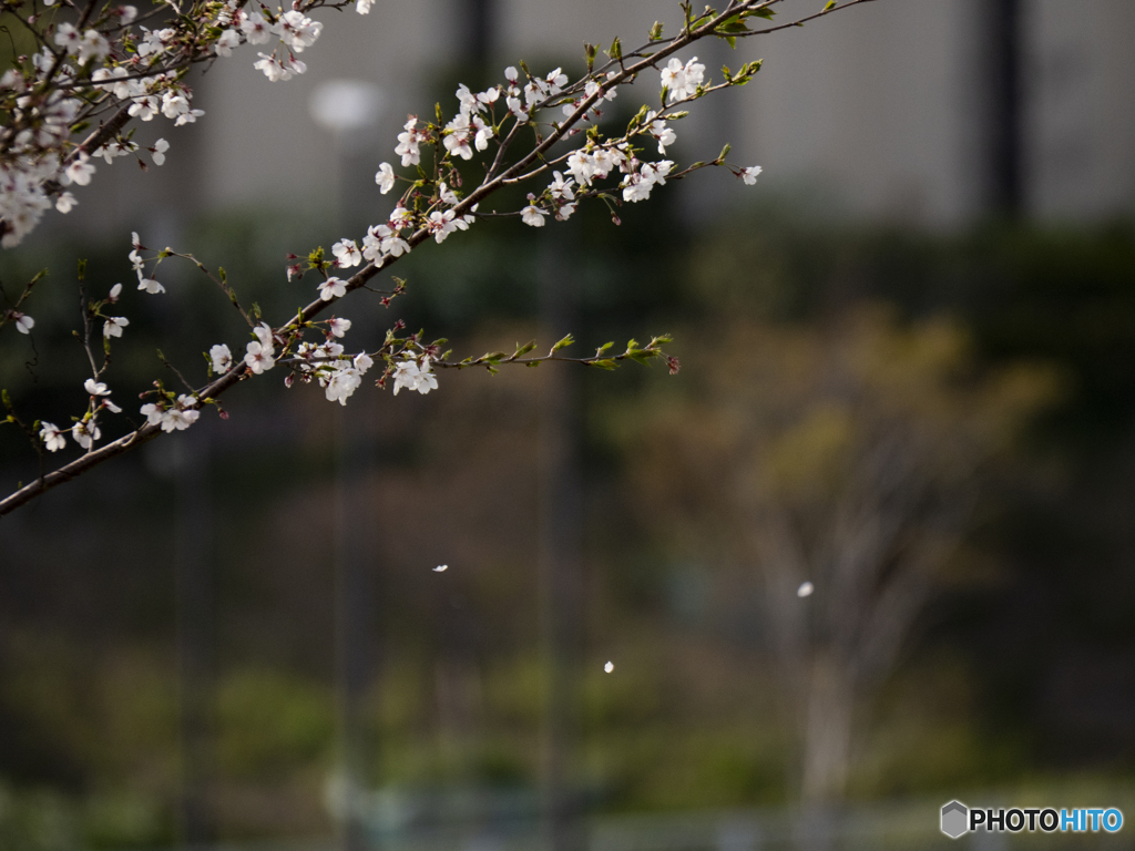 葉桜