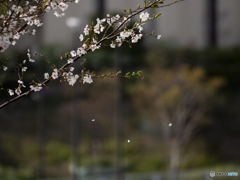 葉桜