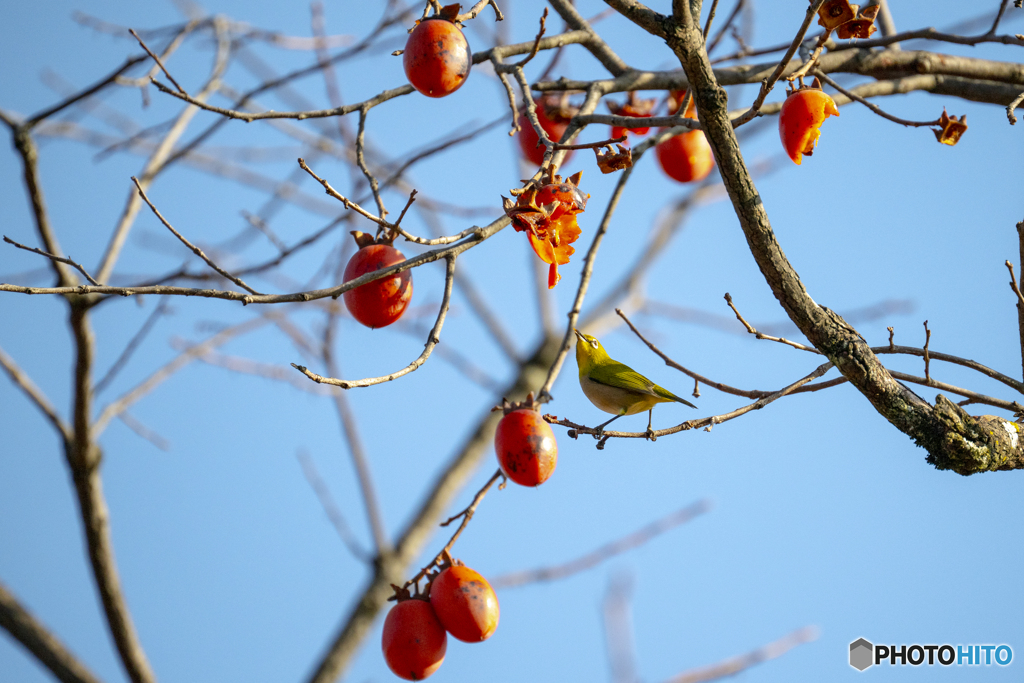 いよいよ解禁。