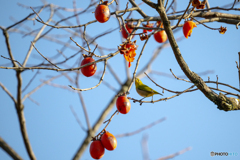 いよいよ解禁。