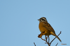 ホオジロ ホオジロ