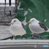 小雪の舞う羅臼漁港☺
