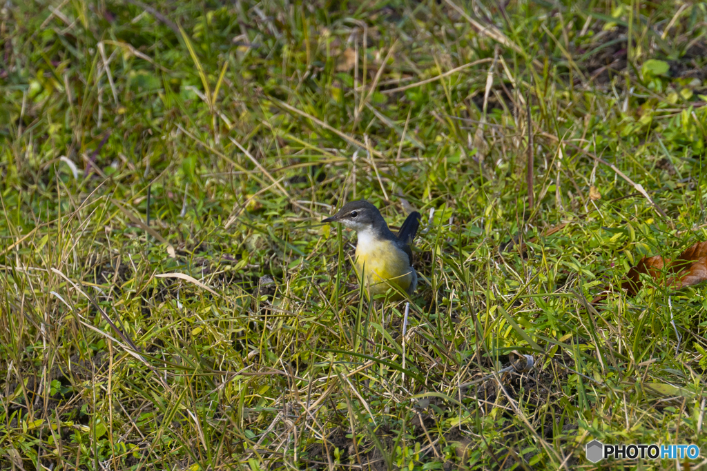 この日の野鳥は一羽だけ。