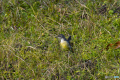 この日の野鳥は一羽だけ。
