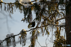 今年は雪が多かったね。（カラス）