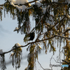 今年は雪が多かったね。（カラス）