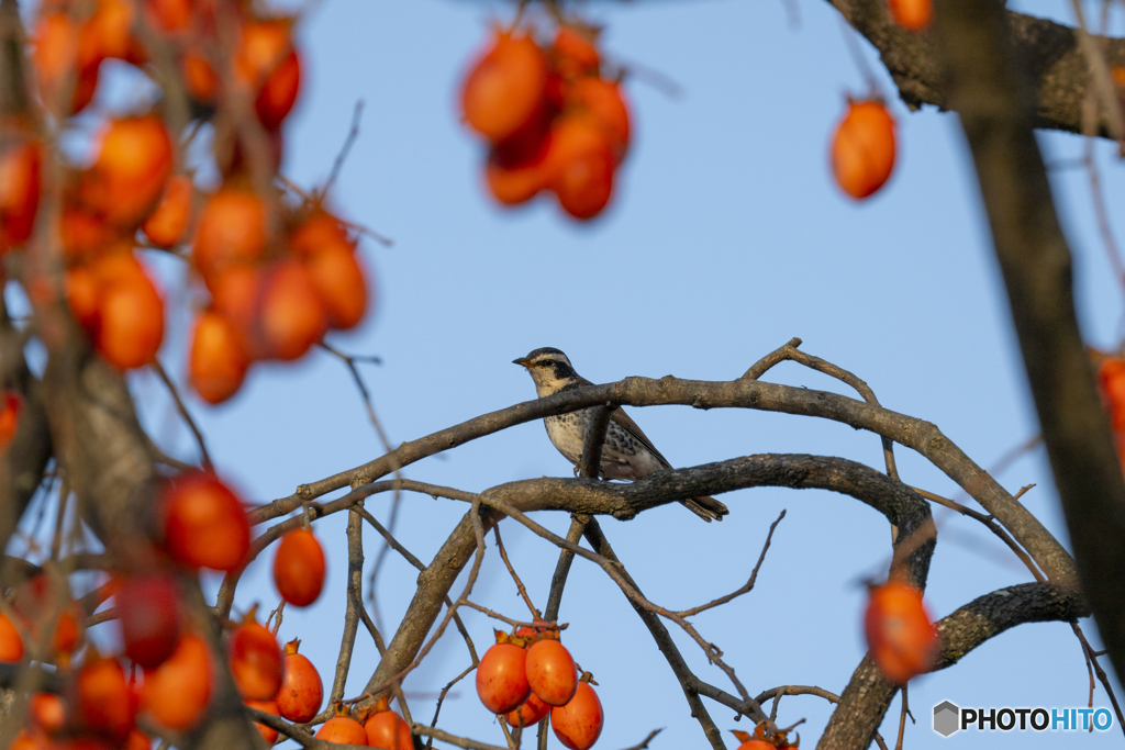 まだみたいです。