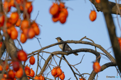 まだみたいです。