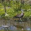 チュウシャクシギ