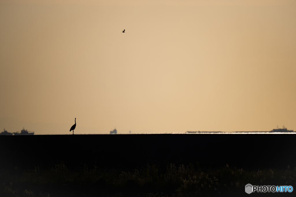 遠くに一羽