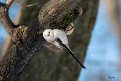 シマエナガ２☺