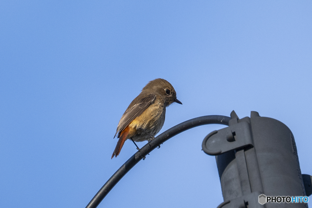 ジョウビタキメス