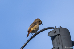 ジョウビタキメス