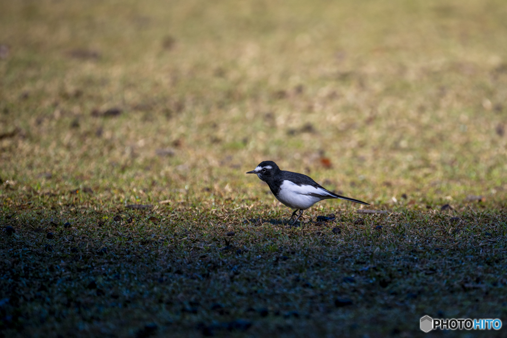 セグロセキレイ