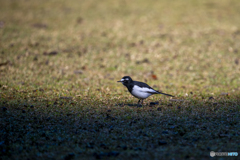 セグロセキレイ