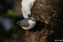 ゴジュウカラ☺