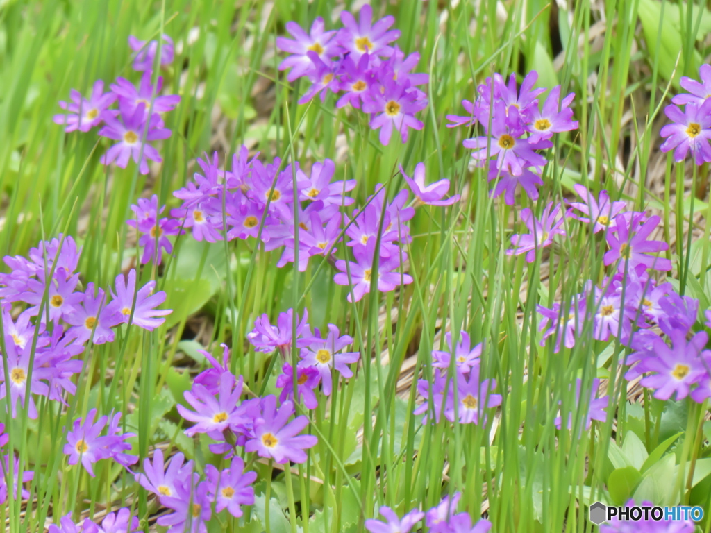 ハクサンコザクラ