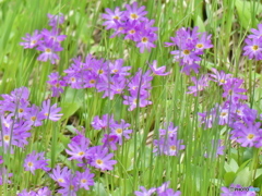 ハクサンコザクラ