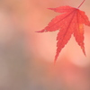 静かに揺れる　紅の葉