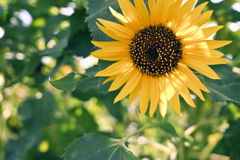 夏の花
