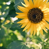 夏の花