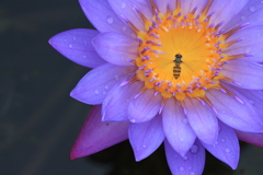 睡蓮に蜂