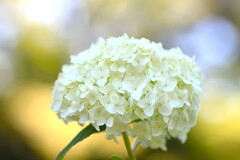 ８月の紫陽花