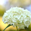 ８月の紫陽花