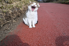 一緒にあそぼーにゃん