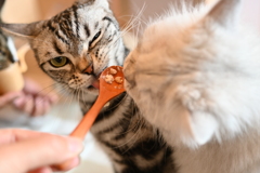 みんな　いい食べっぷり